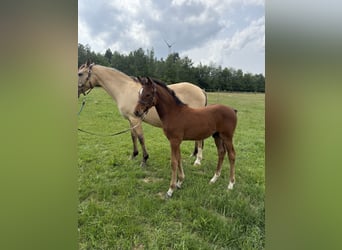 Deutsches Reitpony, Hengst, , Brauner