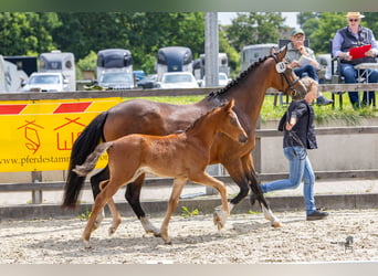 Deutsches Reitpony, Hengst, Fohlen (04/2024), Brauner