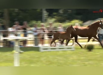 Deutsches Reitpony, Hengst, , Brauner