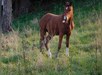 Deutsches Reitpony, Hengst, Fohlen (04/2026), Brauner