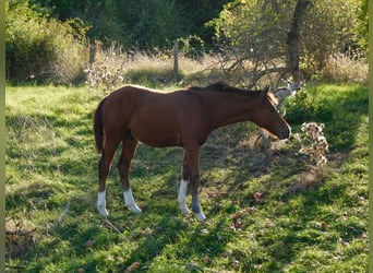 Deutsches Reitpony, Hengst, Fohlen (04/2026), Brauner