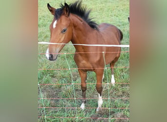 Deutsches Reitpony, Hengst, Fohlen (04/2026), Brauner