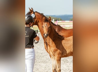 Deutsches Reitpony, Hengst, Fohlen (04/2026), Brauner