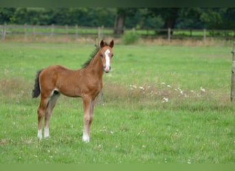 Deutsches Reitpony, Hengst, , Brauner