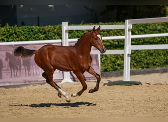 Deutsches Reitpony, Hengst, Fohlen (05/2026), Brauner