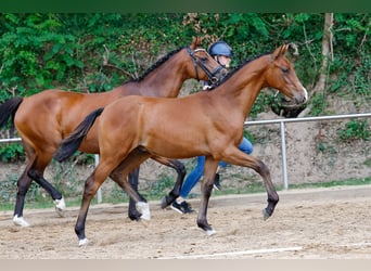 Deutsches Reitpony, Hengst, Fohlen (02/2025), Brauner