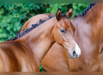 Deutsches Reitpony, Hengst, Fohlen (02/2025), Brauner