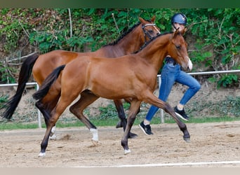 Deutsches Reitpony, Hengst, Fohlen (02/2025), Brauner
