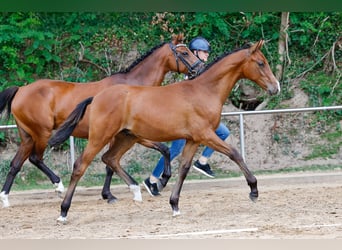 Deutsches Reitpony, Hengst, Fohlen (02/2025), Brauner