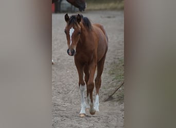Deutsches Reitpony, Hengst, Fohlen (02/2026), Brauner