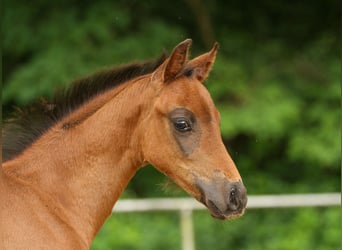 Deutsches Reitpony, Hengst, Fohlen (04/2024), Brauner