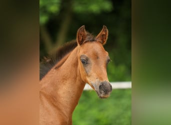 Deutsches Reitpony, Hengst, Fohlen (04/2024), Brauner