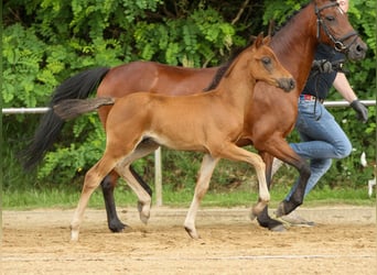 Deutsches Reitpony, Hengst, Fohlen (04/2024), Brauner