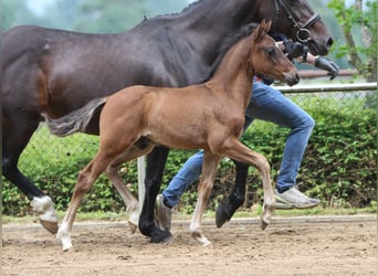 Deutsches Reitpony, Hengst, Fohlen (04/2024), Brauner