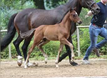 Deutsches Reitpony, Hengst, Fohlen (04/2024), Brauner