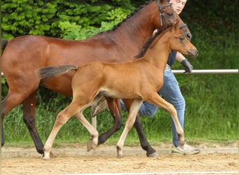 Deutsches Reitpony, Hengst, Fohlen (04/2024), Brauner