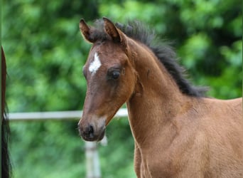 Deutsches Reitpony, Hengst, Fohlen (04/2024), Brauner