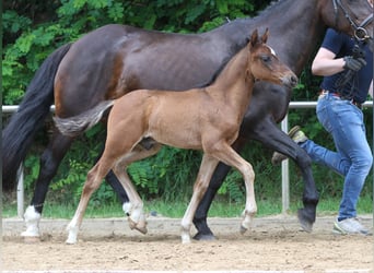 Deutsches Reitpony, Hengst, Fohlen (04/2024), Brauner