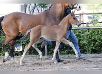 Deutsches Reitpony, Hengst, Fohlen (04/2026), Brauner
