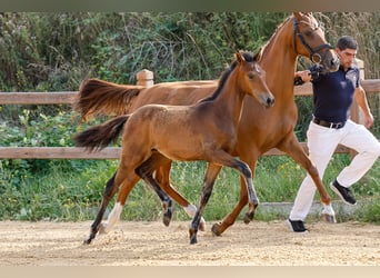 Deutsches Reitpony, Hengst, Fohlen (03/2025), Brauner