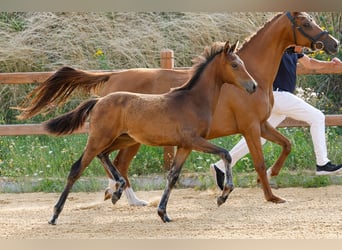 Deutsches Reitpony, Hengst, Fohlen (03/2025), Brauner