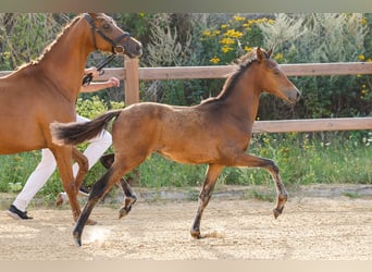 Deutsches Reitpony, Hengst, Fohlen (03/2025), Brauner