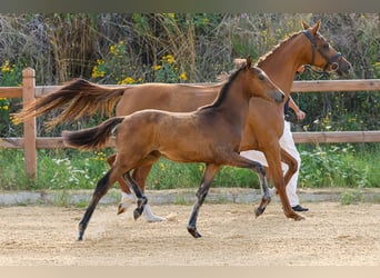 Deutsches Reitpony, Hengst, Fohlen (03/2025), Brauner