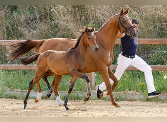 Deutsches Reitpony, Hengst, Fohlen (03/2025), Brauner