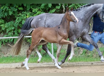 Deutsches Reitpony, Hengst, Fohlen (05/2024), Brauner