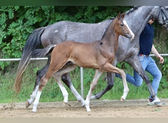 Deutsches Reitpony, Hengst, Fohlen (05/2024), Brauner