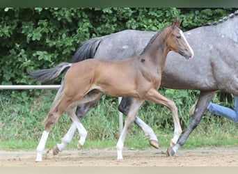 Deutsches Reitpony, Hengst, Fohlen (05/2024), Brauner