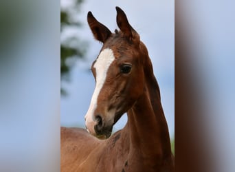 Deutsches Reitpony, Hengst, Fohlen (05/2024), Brauner