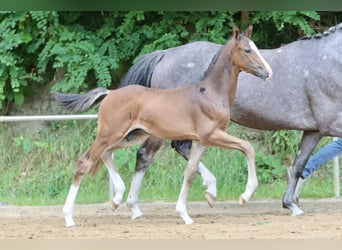 Deutsches Reitpony, Hengst, Fohlen (05/2024), Brauner