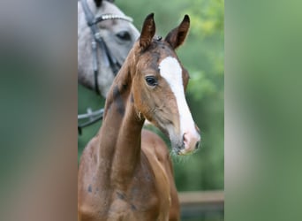 Deutsches Reitpony, Hengst, Fohlen (05/2024), Brauner