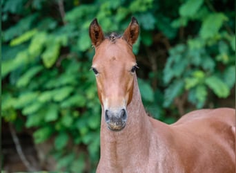 Deutsches Reitpony, Hengst, Fohlen (04/2024), Brauner