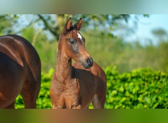 Deutsches Reitpony, Hengst, , Brauner