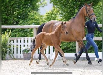 Deutsches Reitpony, Hengst, , Brauner