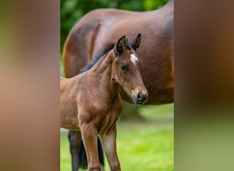 Deutsches Reitpony, Hengst, , Brauner
