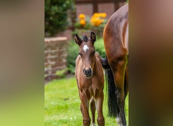 Deutsches Reitpony, Hengst, , Brauner