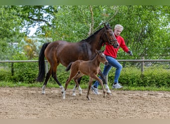 Deutsches Reitpony, Hengst, , Brauner