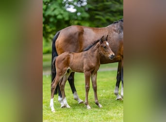 Deutsches Reitpony, Hengst, , Brauner
