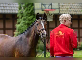 Deutsches Reitpony, Hengst, , Brauner