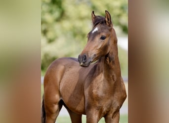 Deutsches Reitpony, Hengst, Fohlen (06/2026), Brauner