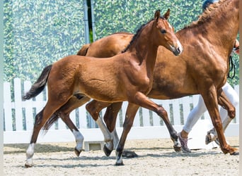 Deutsches Reitpony, Hengst, Fohlen (03/2026), Brauner