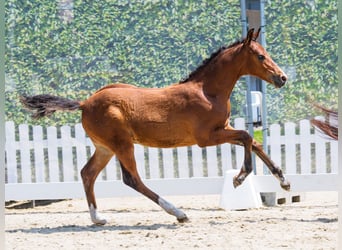 Deutsches Reitpony, Hengst, Fohlen (03/2026), Brauner