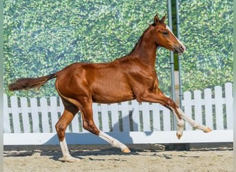 Deutsches Reitpony, Hengst, Fohlen (04/2026), Brauner