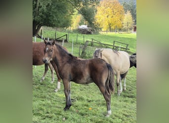 Deutsches Reitpony, Hengst, Fohlen (05/2024), Brauner