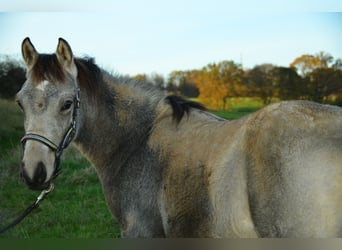 Deutsches Reitpony, Hengst, Fohlen (04/2024), Buckskin