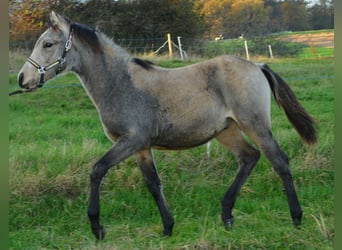 Deutsches Reitpony, Hengst, Fohlen (04/2024), Buckskin