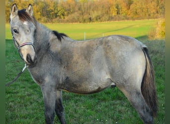 Deutsches Reitpony, Hengst, Fohlen (04/2024), Buckskin